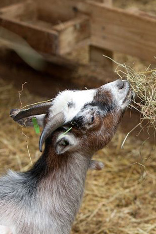 Lane Ends Pygmy Goats